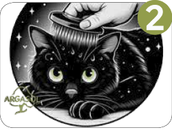 Chats Tatoo