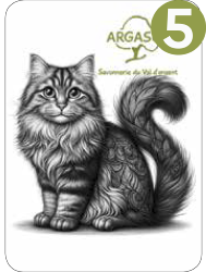 Chats Tatoo