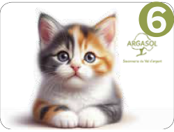 Chats tradi