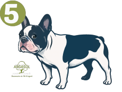 Gamme Chiens